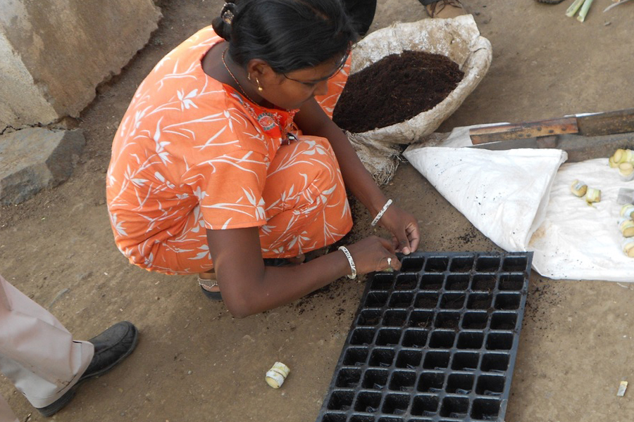 Preparation of the tray for planting